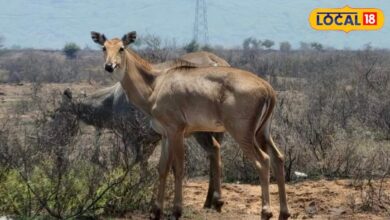 काकड़दा में कैमरे में कैद हुआ मोर और नीलगायों का मनमोहक नजारा, प्रकृति प्रेमियों के लिए बना खास आकर्षण