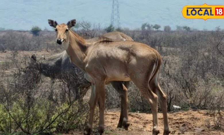 काकड़दा में कैमरे में कैद हुआ मोर और नीलगायों का मनमोहक नजारा, प्रकृति प्रेमियों के लिए बना खास आकर्षण