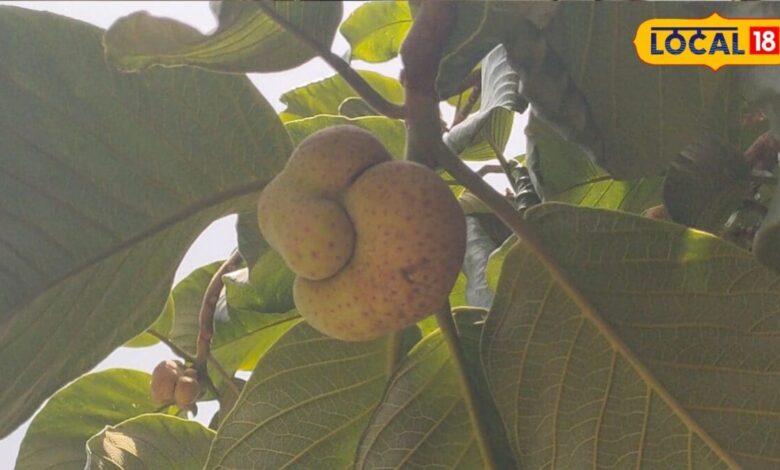 कोडरमा में फलों से लदा बड़हर का पेड़ बना आकर्षण, कटहल जैसी सब्जी, खट्टा-मीठा स्वाद, अचार भी खास, त्वचा के लिए फायदेमंद