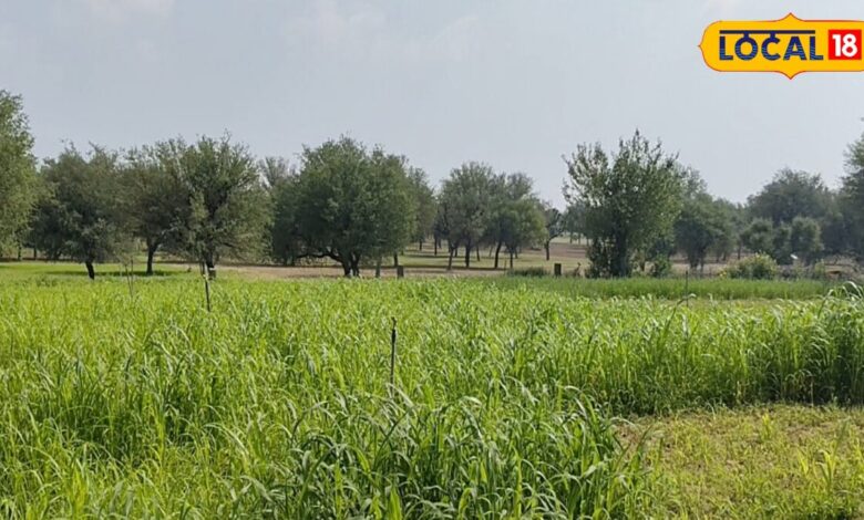 खेती से उद्योग तक! जैतपुरा बना उद्योग का पावरहाउस, 250 से अधिक फैक्ट्री ने बदल दी गांव की तस्वीर