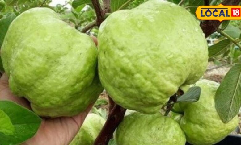पेट से लेकर दिल तक का रखे ख्याल! अमरूद खाने से मिलते हैं ये 7 बड़े फायदे, वैद्य ने बताया सही तरीका