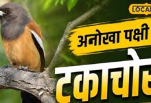 बाघ के दांत साफ करने वाला अनोखा पक्षी पहुंचा केवलादेव, पक्षी प्रेमियों की बढ़ी उत्सुकता