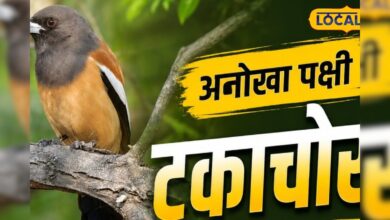 बाघ के दांत साफ करने वाला अनोखा पक्षी पहुंचा केवलादेव, पक्षी प्रेमियों की बढ़ी उत्सुकता