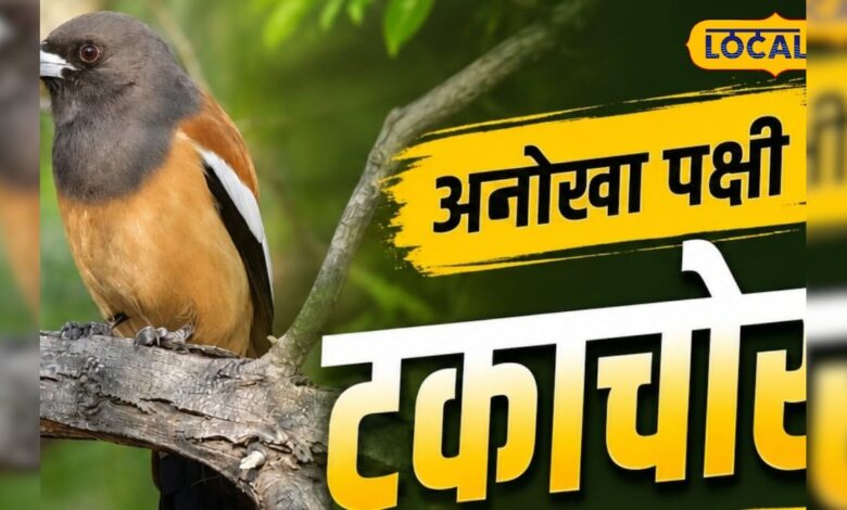 बाघ के दांत साफ करने वाला अनोखा पक्षी पहुंचा केवलादेव, पक्षी प्रेमियों की बढ़ी उत्सुकता