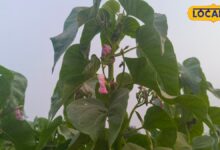 बिच्छू के डंक से लेकर चर्म रोग तक, कई परेशानियों में राहत दिलाता है बेशर्म का पौधा.. जानिए इसके बड़े फायदे