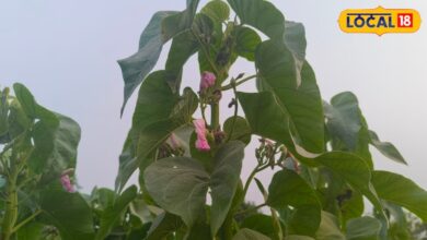 बिच्छू के डंक से लेकर चर्म रोग तक, कई परेशानियों में राहत दिलाता है बेशर्म का पौधा.. जानिए इसके बड़े फायदे