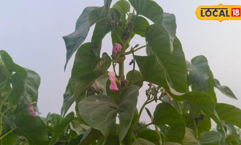बिच्छू के डंक से लेकर चर्म रोग तक, कई परेशानियों में राहत दिलाता है बेशर्म का पौधा.. जानिए इसके बड़े फायदे