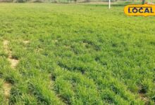 मानसून से पहले किसान कर लें ये 5 काम, खरीफ फसलों में मिलेगा बंपर उत्पादन और ज्यादा मुनाफा