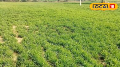 मानसून से पहले किसान कर लें ये 5 काम, खरीफ फसलों में मिलेगा बंपर उत्पादन और ज्यादा मुनाफा