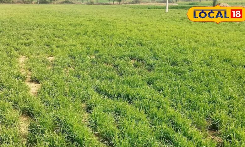 मानसून से पहले किसान कर लें ये 5 काम, खरीफ फसलों में मिलेगा बंपर उत्पादन और ज्यादा मुनाफा
