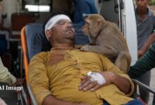 मालिक दर्द से कराह रहा था... पास से एक पल भी नहीं हटा पालतू बंदर – News18 हिंदी