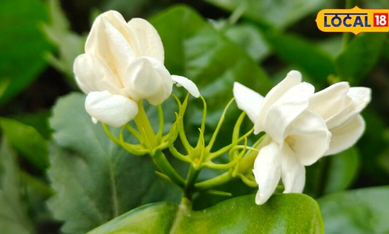 लौटाएगा नींद, सिरदर्द छूमंतर... क्यों सेहत का खजाना है बेला का फूल? गोंडा के वैद्य से जानिए