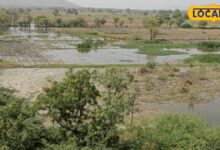 Agriculture News I jalore news I जालोर में बारिश होने से खेतों में लौटी रौनक, खरीफ सीजन को लेकर किसानों में खुशी