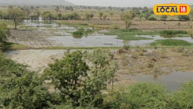 Agriculture News I jalore news I जालोर में बारिश होने से खेतों में लौटी रौनक, खरीफ सीजन को लेकर किसानों में खुशी