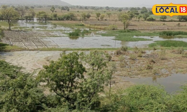 Agriculture News I jalore news I जालोर में बारिश होने से खेतों में लौटी रौनक, खरीफ सीजन को लेकर किसानों में खुशी