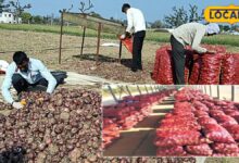 Agriculture News: अब प्याज सड़ने का नहीं होगा नुकसान! सरकार की इस योजना से मिलेगा बड़ा फायदा