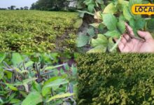 Agriculture Tips: उड़द की खेती करने वाले किसान जरूर पढ़ें, ये 5 उन्नत किस्में बदल देंगी आपकी किस्मत