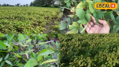 Agriculture Tips: उड़द की खेती करने वाले किसान जरूर पढ़ें, ये 5 उन्नत किस्में बदल देंगी आपकी किस्मत