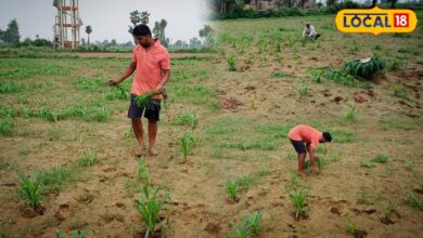 Agriculture Tips: भरतपुर के किसानों का देसी जुगाड़! बाजरे की इस ट्रिक से बिना खर्च बढ़ रहा मुनाफा