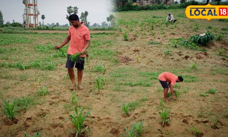 Agriculture Tips: भरतपुर के किसानों का देसी जुगाड़! बाजरे की इस ट्रिक से बिना खर्च बढ़ रहा मुनाफा