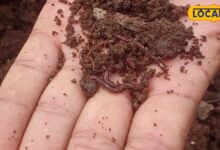 Agriculture : मानसून में केंचुआ खाद बनाने वाले किसान सावधान! ये गलती हुई तो मर जाएंगे केंचुए, होगा बड़ा नुकसान
