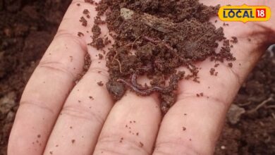 Agriculture : मानसून में केंचुआ खाद बनाने वाले किसान सावधान! ये गलती हुई तो मर जाएंगे केंचुए, होगा बड़ा नुकसान
