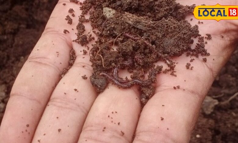 Agriculture : मानसून में केंचुआ खाद बनाने वाले किसान सावधान! ये गलती हुई तो मर जाएंगे केंचुए, होगा बड़ा नुकसान