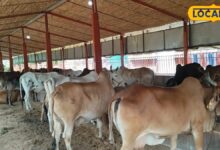 Animal Husbandry News: पशुपालन में भूलकर भी न करें ये 5 गलतियां, वरना बीमार होंगे पशु और घटेगा दूध