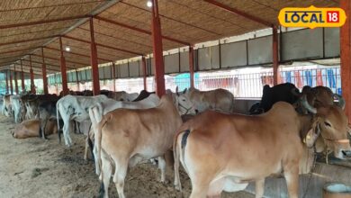 Animal Husbandry News: पशुपालन में भूलकर भी न करें ये 5 गलतियां, वरना बीमार होंगे पशु और घटेगा दूध