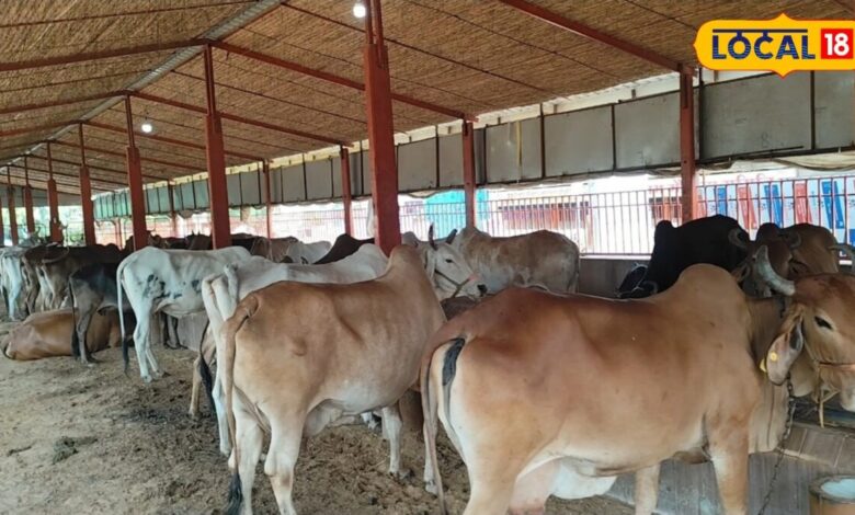Animal Husbandry News: पशुपालन में भूलकर भी न करें ये 5 गलतियां, वरना बीमार होंगे पशु और घटेगा दूध