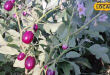 Brinjal Farming Tips | Top 6 Brinjal Varieties for Rajasthan Farmers High Yield Tips |