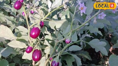Brinjal Farming Tips | Top 6 Brinjal Varieties for Rajasthan Farmers High Yield Tips |