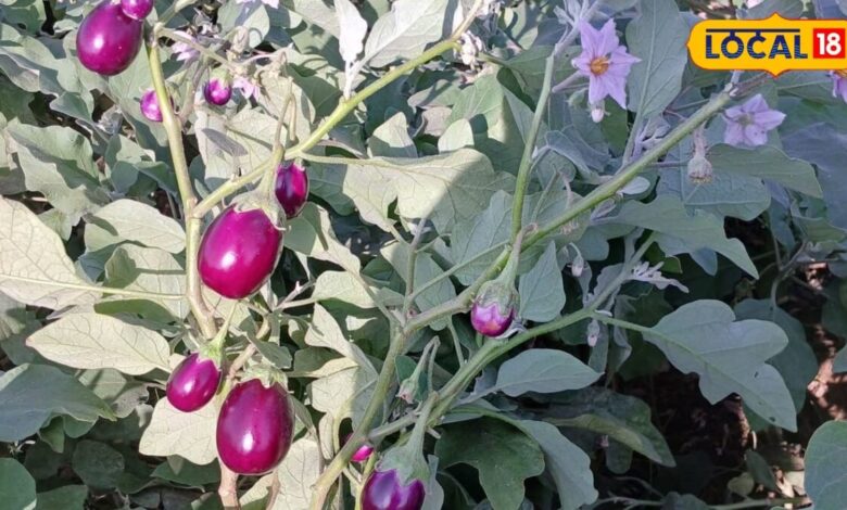 Brinjal Farming Tips | Top 6 Brinjal Varieties for Rajasthan Farmers High Yield Tips |