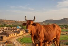 Dairy Business: कम लागत में ज्यादा मुनाफा, डेयरी बिजनेस शुरू करने के लिए बेस्ट है इस नस्ल की गाय, जानें जरूरी बातें