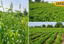 Didwana-Kuchaman: अच्छी बारिश से लहलहाए खेत, मूंग-बाजरे की रिकॉर्ड बुवाई; किसानों को बंपर पैदावार की आस