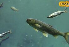 Fish Farming: मानसून में शुरू करें मछली पालन, सरकार दे रही 40% तक सब्सिडी, जानें कैसे लें योजना का लाभ