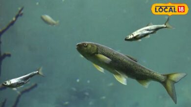Fish Farming: मानसून में शुरू करें मछली पालन, सरकार दे रही 40% तक सब्सिडी, जानें कैसे लें योजना का लाभ