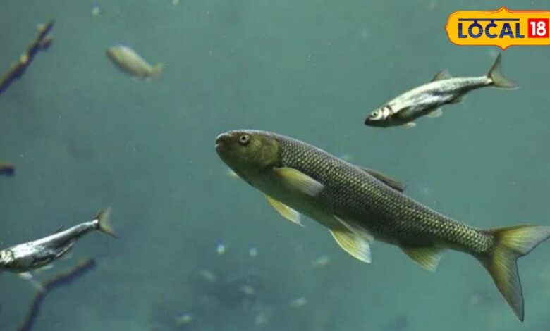Fish Farming: मानसून में शुरू करें मछली पालन, सरकार दे रही 40% तक सब्सिडी, जानें कैसे लें योजना का लाभ