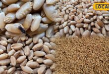 How to Protect Wheat in Monsoon | बारिश में गेहूं को कीड़ों से कैसे बचाएं