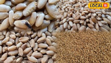 How to Protect Wheat in Monsoon | बारिश में गेहूं को कीड़ों से कैसे बचाएं
