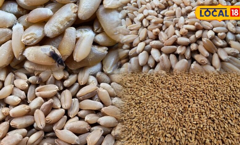 How to Protect Wheat in Monsoon | बारिश में गेहूं को कीड़ों से कैसे बचाएं