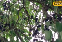 Jamun Benefits: डायबिटीज, इम्यूनिटी और वजन घटाने में फायदेमंद माना जाता है जामुन, आयुर्वेद विशेषज्ञ ने बताए गुण