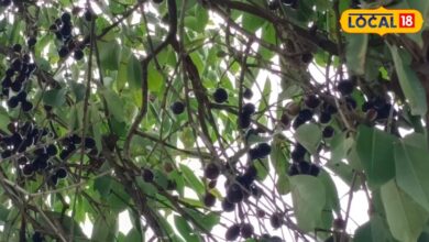 Jamun Benefits: डायबिटीज, इम्यूनिटी और वजन घटाने में फायदेमंद माना जाता है जामुन, आयुर्वेद विशेषज्ञ ने बताए गुण
