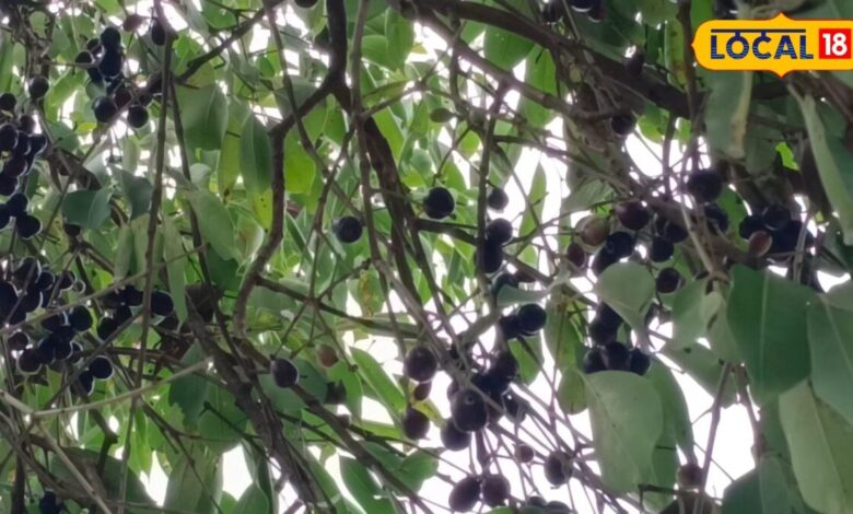Jamun Benefits: डायबिटीज, इम्यूनिटी और वजन घटाने में फायदेमंद माना जाता है जामुन, आयुर्वेद विशेषज्ञ ने बताए गुण
