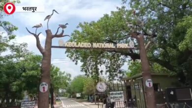 Keoladeo National Park | Bharatpur Bird Sanctuary | Monsoon in Rajasthan