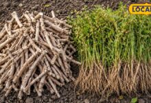 Nagauri Ashwagandha: नागौर की अश्वगंधा क्यों है सबसे खास? जानिए इसके चमत्कारी औषधीय गुण