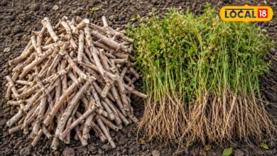 Nagauri Ashwagandha: नागौर की अश्वगंधा क्यों है सबसे खास? जानिए इसके चमत्कारी औषधीय गुण