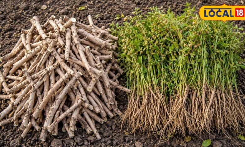 Nagauri Ashwagandha: नागौर की अश्वगंधा क्यों है सबसे खास? जानिए इसके चमत्कारी औषधीय गुण