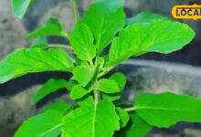 Tulsi Leaves Benefits: बदलते मौसम में फौलादी बनेगी इम्यूनिटी, बस इस तरीके से करें तुलसी के काढ़े का सेवन