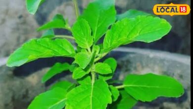 Tulsi Leaves Benefits: बदलते मौसम में फौलादी बनेगी इम्यूनिटी, बस इस तरीके से करें तुलसी के काढ़े का सेवन